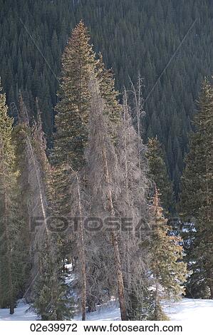 Winter landscape in Vail, Colorado View Large Photo Image Stock Image - Winter landscape in Vail, Colorado . Fotosearch