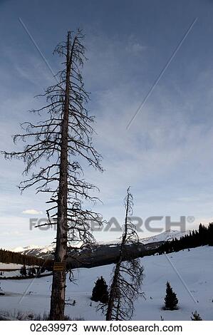 Winter landscape in Vail, Colorado View Large Photo Image Stock Image - Winter landscape in Vail, Colorado . Fotosearch