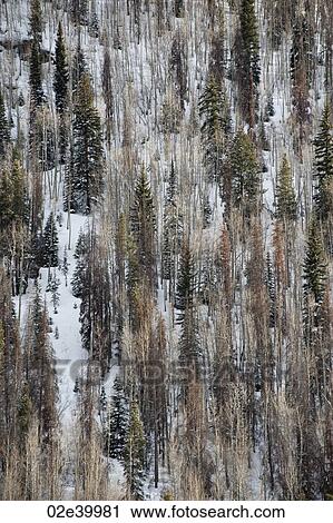 Winter landscape in Vail, Colorado View Large Photo Image Stock Image - Winter landscape in Vail, Colorado. Fotosearch