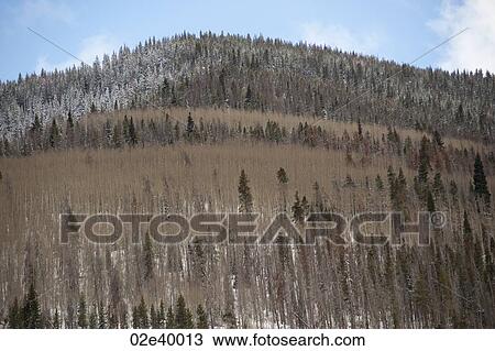 Winter landscape in Vail, Colorado View Large Photo Image Stock Image - Winter landscape in Vail, Colorado. Fotosearch