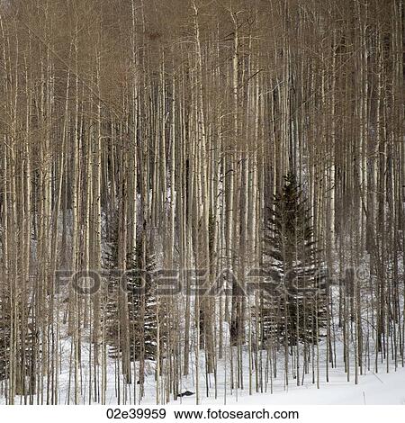 Stock Photo - Winter landscape in Vail, Colorado. Fotosearch