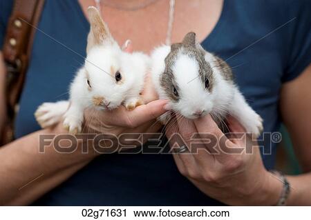 Woman holding a pair of baby rabbits, Huay Pu Keng, Mae Hong Son Province, Thailand View Large Photo Image Stock Image - Woman holding a pair of baby rabbits, Huay Pu Keng, Mae Hong Son Province, Thailand. Fotosearch
