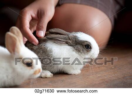 Woman playing with baby rabbits, Thailand View Large Photo Image Stock Image - Woman playing with baby rabbits, Thailand. Fotosearch