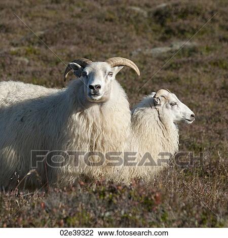 Woolly Icelandic sheep in grassy pastureland View Large Photo Image Stock Image - Woolly Icelandic sheep in grassy pastureland. Fotosearch