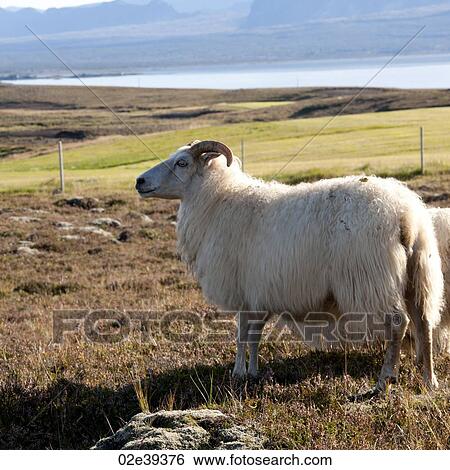 Woolly Icelandic sheep in grassy pastureland View Large Photo Image Stock Photograph - Woolly Icelandic sheep in grassy pastureland. Fotosearch