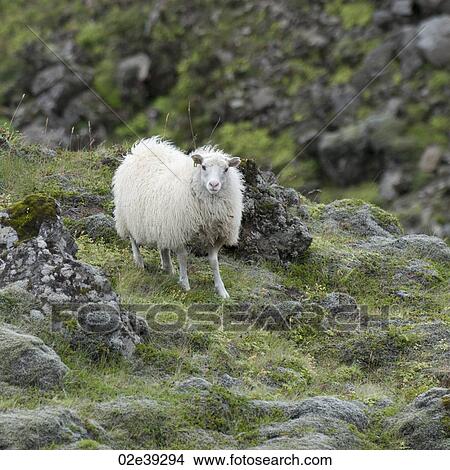 Woolly sheep on rocky field View Large Photo Image Picture - Woolly sheep on rocky field. Fotosearch