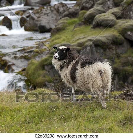 Woolly sheep on rocky field View Large Photo Image Stock Photo - Woolly sheep on rocky field. Fotosearch