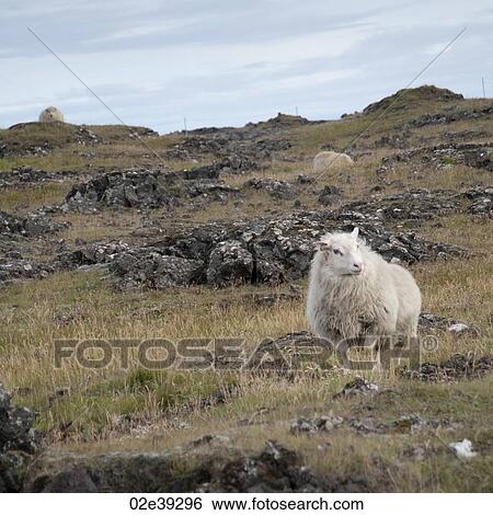 Woolly sheep on rocky field View Large Photo Image Stock Photograph - Woolly sheep on rocky field. Fotosearch