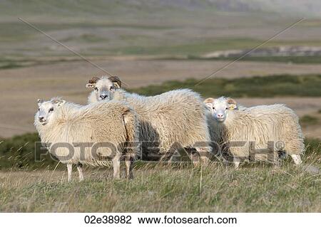 Stock Image - Woolly sheep standing in the grassland. Fotosearch