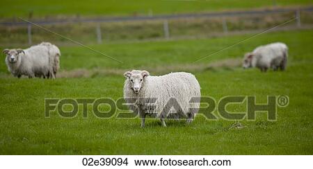 Wooly Icelandic sheep in pasture View Large Photo Image Picture - Wooly Icelandic sheep in pasture. Fotosearch