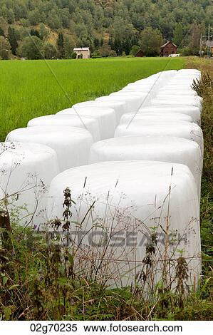 Wrapped hay bales in a field, Flam, Norway View Large Photo Image Stock Photography - Wrapped hay bales in a field, Flam, Norway. Fotosearch