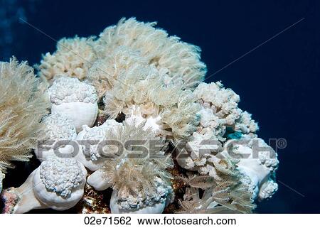 Xenia soft coral View Large Photo Image Stock Image - Xenia soft coral. Fotosearch