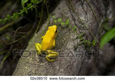 Stock Image - Yellow frog at the Butterfly Palace in Branson, Missouri. Fotosearch