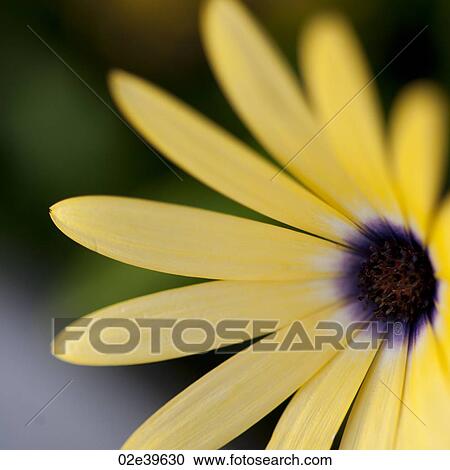 Yellow wildflower at Lake of the Woods, Ontario View Large Photo Image Stock Image - Yellow wildflower at Lake of the Woods, Ontario. Fotosearch