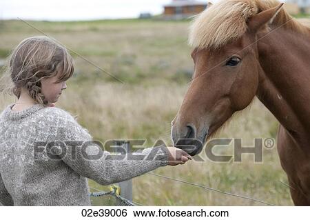 Yound girl hand feeding a chestnut Icelandic horse over a wire fence View Large Photo Image Stock Photograph - Yound girl hand feeding a chestnut Icelandic horse over a wire fence. Fotosearch