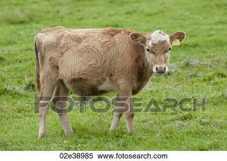 Young bull in pasture with tag in ear View Large Photo Image Stock Photography - Young bull in pasture with tag in ear. Fotosearch
