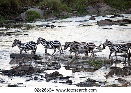 Zebra wildlife in Kenya View Large Photo Image Picture - Zebra wildlife in Kenya. Fotosearch