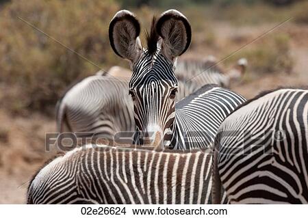 Zebra wildlife in Kenya View Large Photo Image Picture - Zebra wildlife in Kenya. Fotosearch
