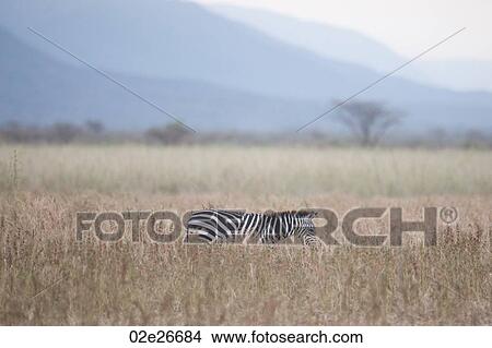 Zebra wildlife in Kenya View Large Photo Image Picture - Zebra wildlife in Kenya. Fotosearch