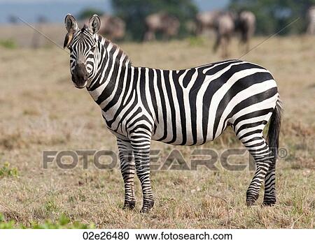 Zebra wildlife in Kenya View Large Photo Image Stock Image - Zebra wildlife in Kenya. Fotosearch