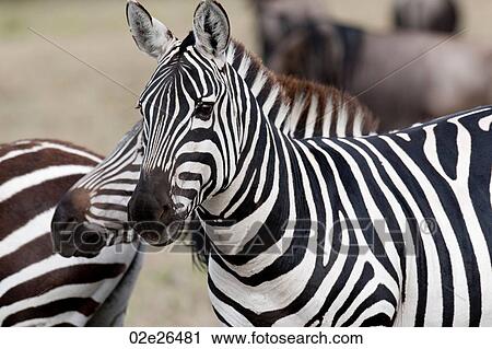 Zebra wildlife in Kenya View Large Photo Image Stock Image - Zebra wildlife in Kenya. Fotosearch