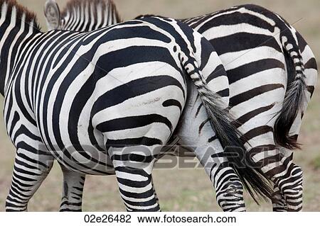 Zebra wildlife in Kenya View Large Photo Image Stock Image - Zebra wildlife in Kenya. Fotosearch