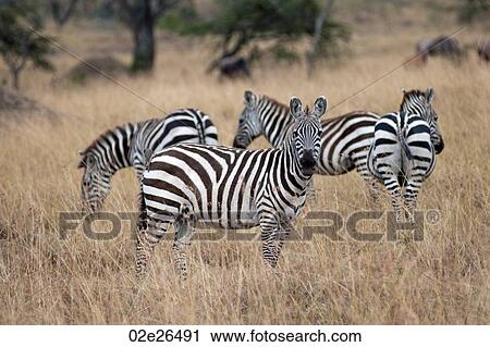 Zebra wildlife in Kenya View Large Photo Image Stock Image - Zebra wildlife in Kenya. Fotosearch