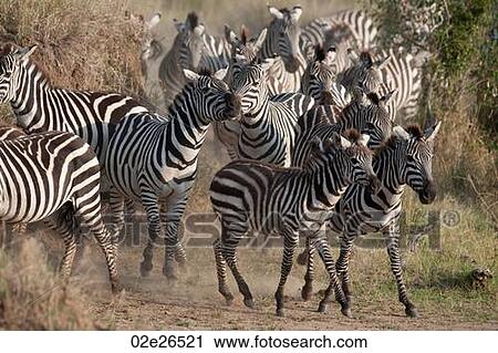 Zebra wildlife in Kenya View Large Photo Image Stock Image - Zebra wildlife in Kenya. Fotosearch