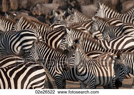 Zebra wildlife in Kenya View Large Photo Image Stock Image - Zebra wildlife in Kenya. Fotosearch