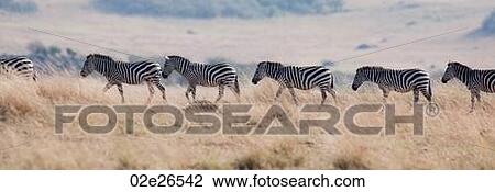 Zebra wildlife in Kenya View Large Photo Image Stock Image - Zebra wildlife in Kenya. Fotosearch