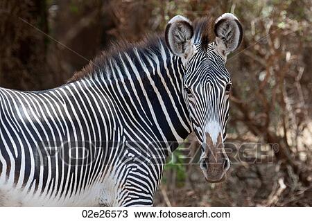 Zebra wildlife in Kenya View Large Photo Image Stock Image - Zebra wildlife in Kenya. Fotosearch