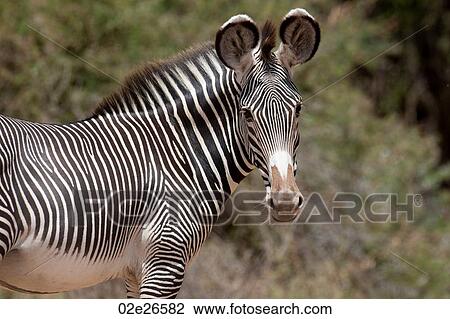 Zebra wildlife in Kenya View Large Photo Image Stock Image - Zebra wildlife in Kenya. Fotosearch