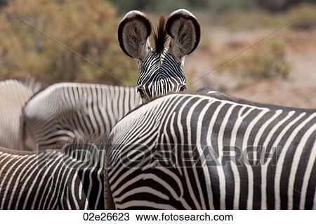 Zebra wildlife in Kenya View Large Photo Image Stock Image - Zebra wildlife in Kenya. Fotosearch