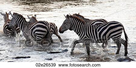 Zebra wildlife in Kenya View Large Photo Image Stock Photo - Zebra wildlife in Kenya. Fotosearch