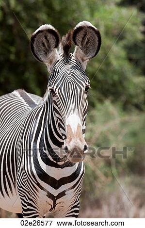 Zebra wildlife in Kenya View Large Photo Image Stock Photo - Zebra wildlife in Kenya. Fotosearch