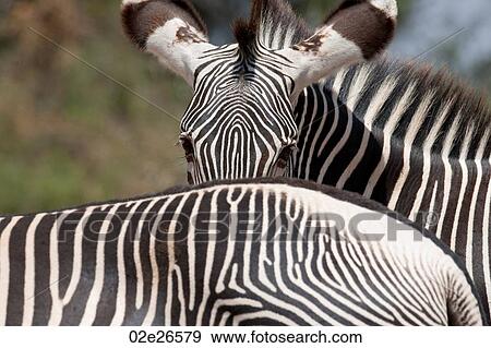 Zebra wildlife in Kenya View Large Photo Image Stock Photo - Zebra wildlife in Kenya. Fotosearch