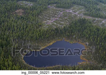 Aerial view of trees on a landscape, Skeena-Queen Charlotte Regional District, Haida Gwaii, Graham Island, British Columbia, Canada View Large Photo Image Stock Image - Aerial view of trees on a landscape, Skeena-Queen Charlotte Regional District, Haida Gwaii, Graham Island, British Columbia, Canada. Fotosearch
