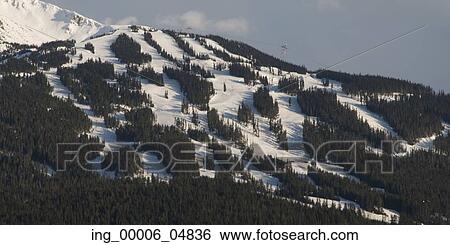 Stock Photograph - Aerial view of trees on a snow covered mountain, Whistler, British Columbia, Canada. Fotosearch