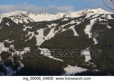 Aerial view of trees on a snow covered mountain, Whistler, British Columbia, Canada View Large Photo Image Stock Photography - Aerial view of trees on a snow covered mountain, Whistler, British Columbia, Canada. Fotosearch