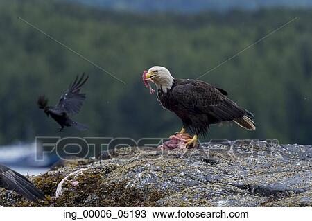 Bald Eagle feeding on prey, Skeena-Queen Charlotte Regional District, Haida Gwaii, Graham Island, British Columbia, Canada View Large Photo Image Stock Image - Bald Eagle feeding on prey, Skeena-Queen Charlotte Regional District, Haida Gwaii, Graham Island, British Columbia, Canada. Fotosearch
