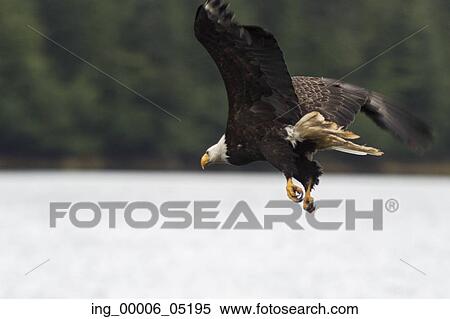 Bald Eagle flying, Skeena-Queen Charlotte Regional District, Haida Gwaii, Graham Island, British Columbia, Canada View Large Photo Image Stock Photography - Bald Eagle flying, Skeena-Queen Charlotte Regional District, Haida Gwaii, Graham Island, British Columbia, Canada. Fotosearch