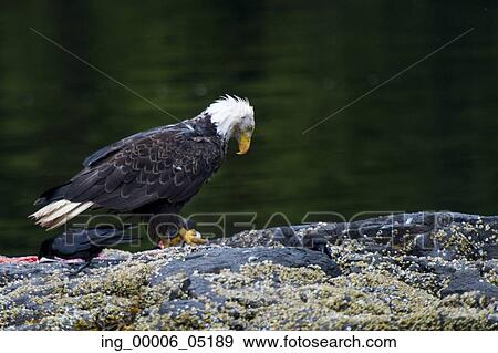Stock Photo - Bald Eagle on an island, Skeena-Queen Charlotte Regional District, Haida Gwaii, Graham Island, British Columbia, Canada. Fotosearch
