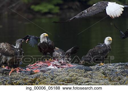 Stock Photo - Bald Eagles feeding on fish carcass, Skeena-Queen Charlotte Regional District, Haida Gwaii, Graham Island, British Columbia, Canada. Fotosearch