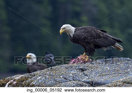 Bald Eagles on a rock, Skeena-Queen Charlotte Regional District, Haida Gwaii, Graham Island, British Columbia, Canada View Large Photo Image Stock Image - Bald Eagles on a rock, Skeena-Queen Charlotte Regional District, Haida Gwaii, Graham Island, British Columbia, Canada. Fotosearch