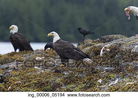 Bald Eagles on an island, Skeena-Queen Charlotte Regional District, Haida Gwaii, Graham Island, British Columbia, Canada View Large Photo Image Picture - Bald Eagles on an island, Skeena-Queen Charlotte Regional District, Haida Gwaii, Graham Island, British Columbia, Canada. Fotosearch