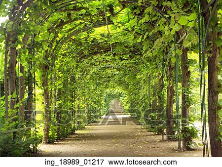 Stock Photo - Beautiful tunnel made of green trees. Fotosearch
