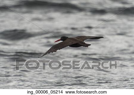Bird flying over the Pacific Ocean, Skeena-Queen Charlotte Regional District, Haida Gwaii, Graham Island, British Columbia, Canada View Large Photo Image Picture - Bird flying over the Pacific Ocean, Skeena-Queen Charlotte Regional District, Haida Gwaii, Graham Island, British Columbia, Canada. Fotosearch
