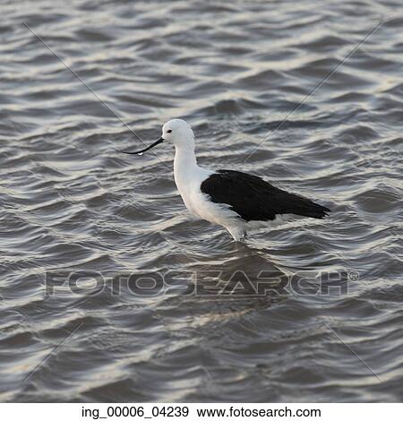 Bird in Chaxa Lagoon, Los Flamencos National Reserve, San Pedro de Atacama, El Loa Province, Antofagasta Region, Chile View Large Photo Image Stock Photo - Bird in Chaxa Lagoon, Los Flamencos National Reserve, San Pedro de Atacama, El Loa Province, Antofagasta Region, Chile. Fotosearch