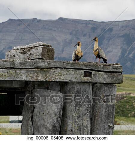 Birds perching on wooden jetty, Puerto Natales, Patagonia, Chile View Large Photo Image Stock Photo - Birds perching on wooden jetty, Puerto Natales, Patagonia, Chile. Fotosearch