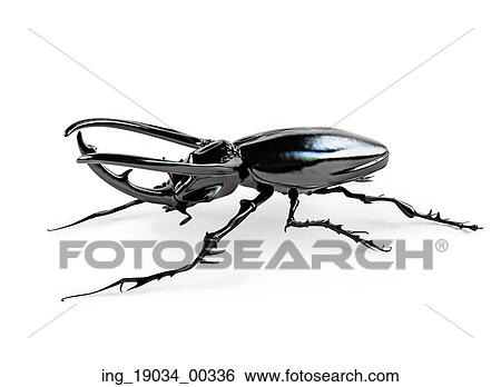 black rhinoceros beetle. 3D rendering View Large Photo Image Stock Photograph - black rhinoceros beetle. 3D rendering. Fotosearch